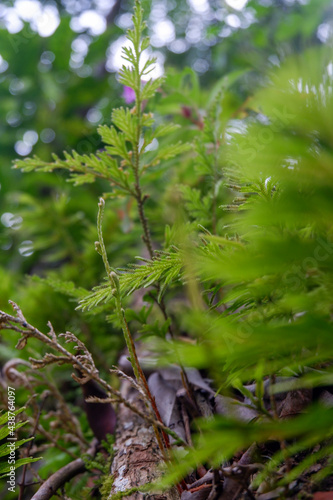 The photo is a photo of wild plants I took in the forest near my house.