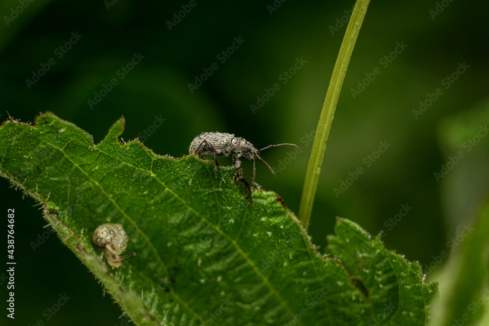 Beetle weevil (Otiorhynchus) eat green leaf. Close-up view of the insect Beetle weevil (Otiorhynchus) eat green leaf. Close-up view of the insect