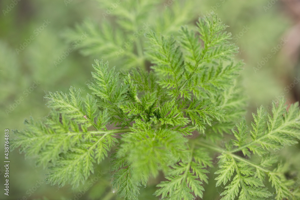 Artemisia annua plant Artemisia annua plant