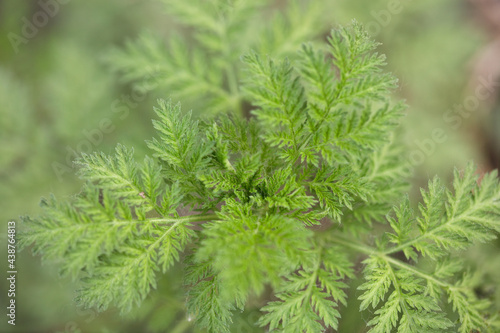 Artemisia annua plant photo