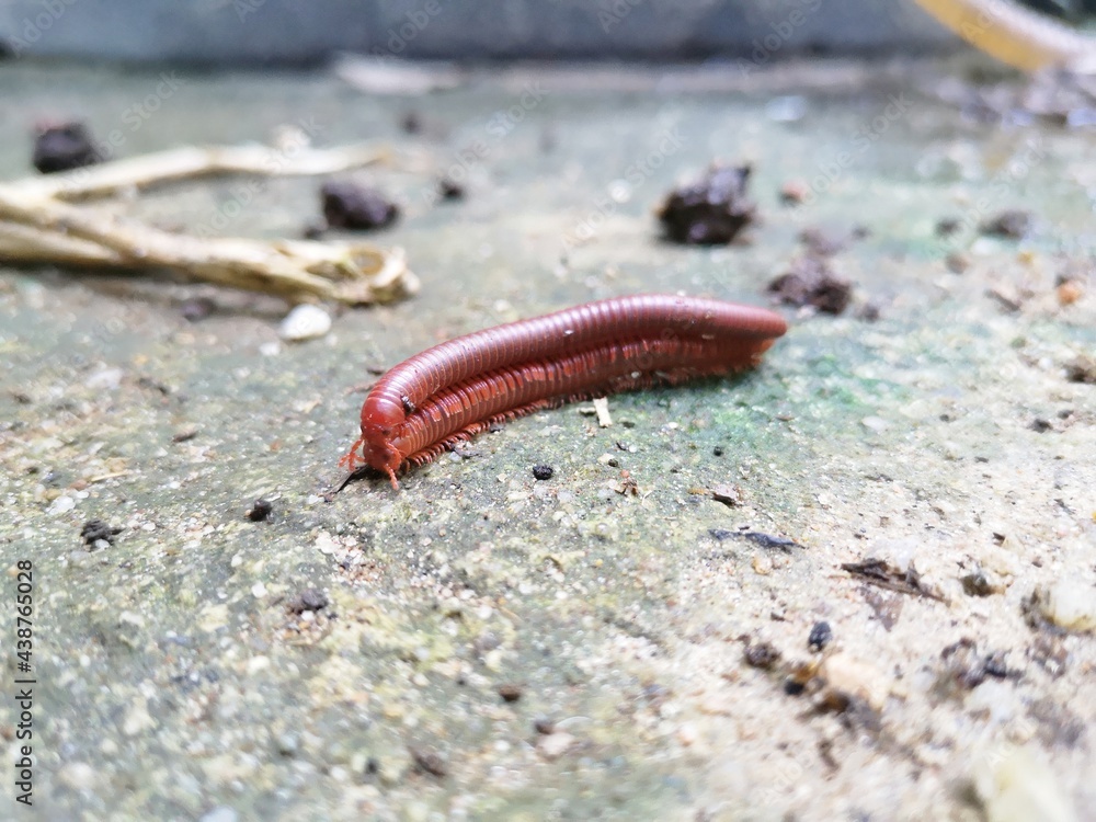 Close up millipedes breed on the floor tile. Close up millipedes breed on the floor tile.