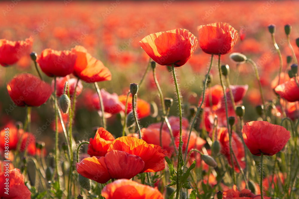 Obraz premium Poppy fields blooming in a sea of red, poppies 