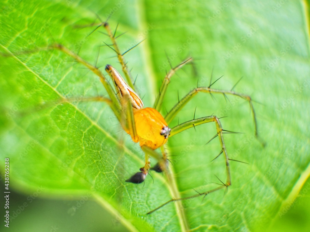 Macro the spider behind has a yellow body, with a green color, perched on a green leaf. Macro the spider behind has a yellow body, with a green color, perched on a green leaf.