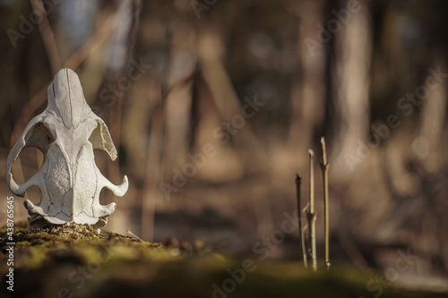 Skull of an animal on a tree