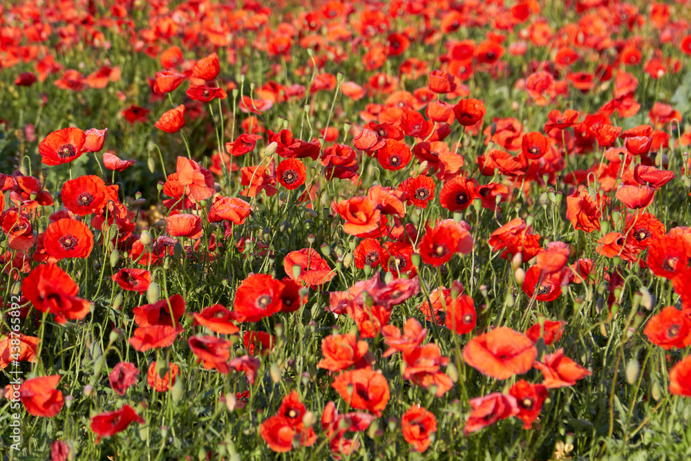Poppy fields blooming in a sea of red, poppies 