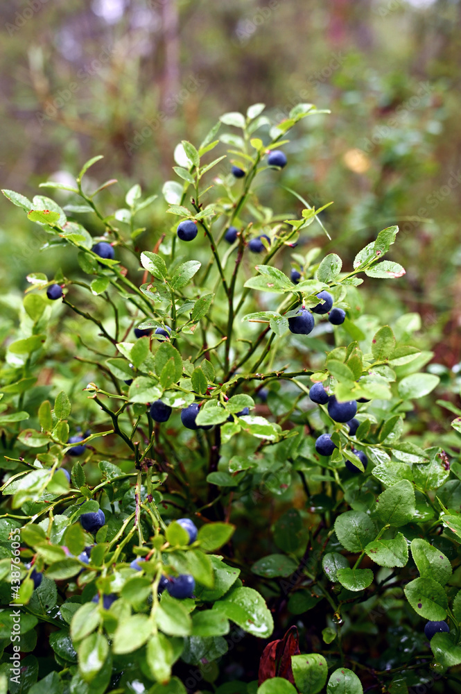 blueberry bush with berries in the forest after the rain. Natural antioxidant, delicious healthy food blueberry bush with berries in the forest after the rain. Natural antioxidant, delicious healthy food