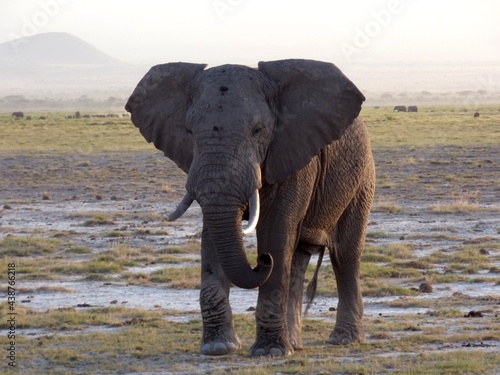 Kenya, afrique : éléphant dans le parc d'amboseli © Sauvage
