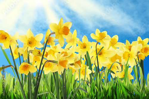 Fototapeta Naklejka Na Ścianę i Meble -  Beautiful yellow daffodils outdoors on sunny day