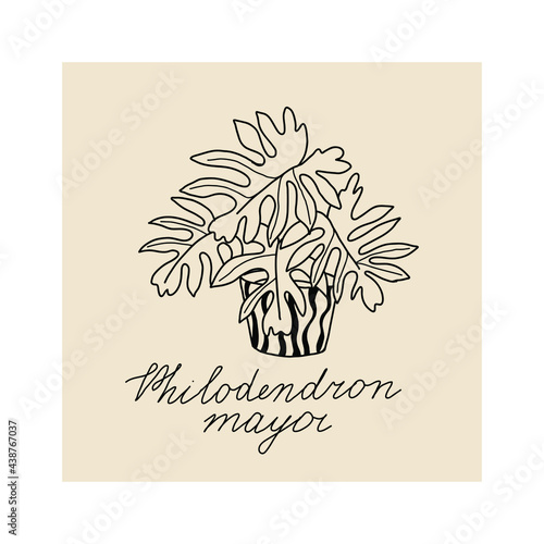  Concept of cozy home and comfort. Hand drawn illustration of plant Philodendron mayor for posters, cards, t-shirts. Vector illustration