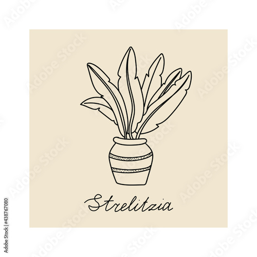  Concept of cozy home and comfort. Hand drawn illustration of plant strelizia for posters, cards, t-shirts. Vector illustration