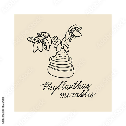  Concept of cozy home and comfort. Hand drawn illustration of plant phyllanthus mirablis for posters, cards, t-shirts. Vector illustration