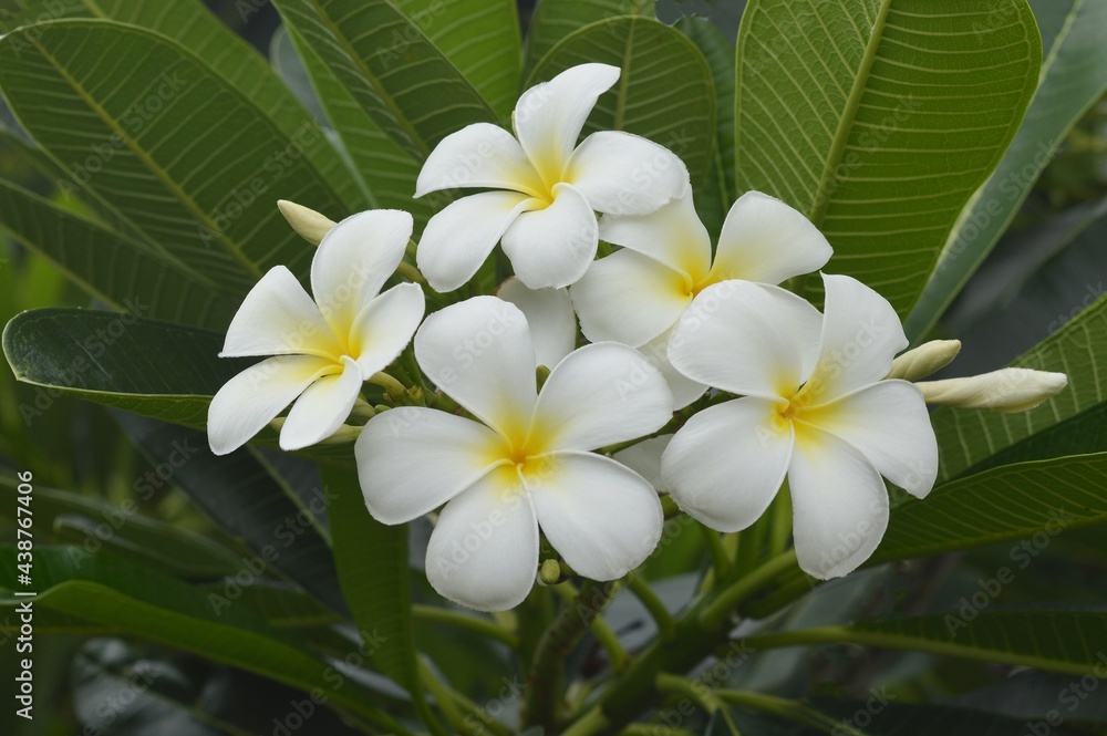 white plumeria flowers white plumeria flowers