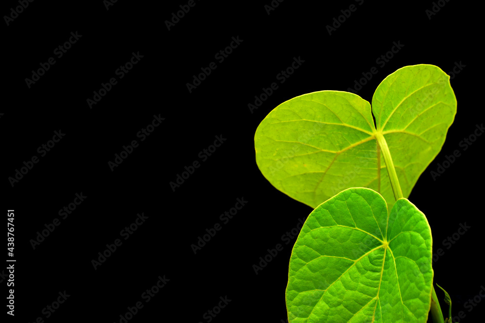A pair of Green folio with visible veins and pattern . A pair of Green folio with visible veins and pattern .