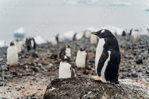 penguin on the beach in Antarctica