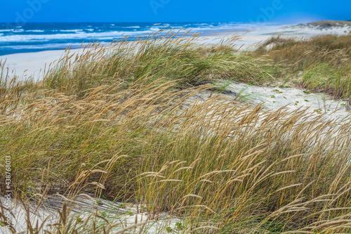 overgrown with grass ocean dunes