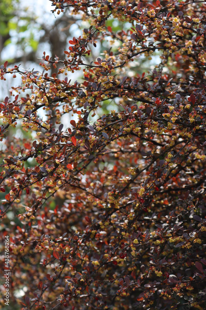 Berberis vulgaris or Berberis thunbergi with yellow flowers in the garden. Barberry branches in bloom Berberis vulgaris or Berberis thunbergi with yellow flowers in the garden. Barberry branches in bloom