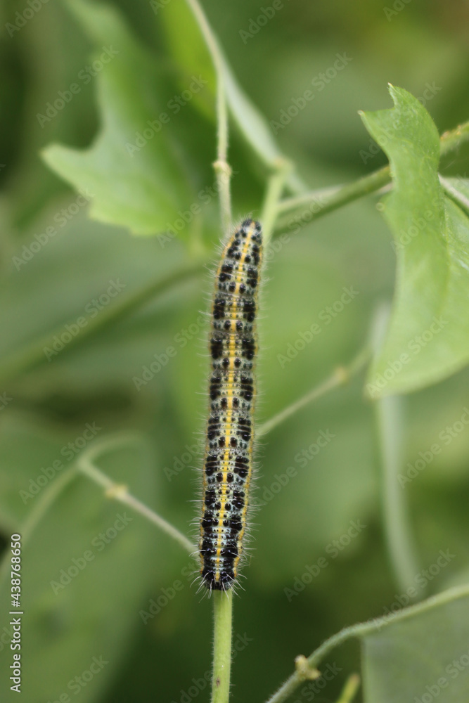 Close-up of Pieris brassicae caterpillar on a lunaria plant. Caterpillar of white cabbage butterfly on a green plant Close-up of Pieris brassicae caterpillar on a lunaria plant. Caterpillar of white cabbage butterfly on a green plant