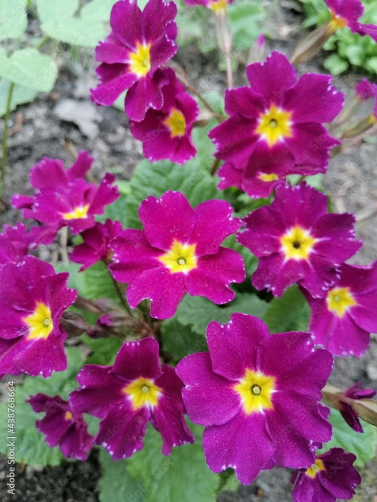 Maroon primroses with a yellow center on the flower bed close up. Nature wallpaper.