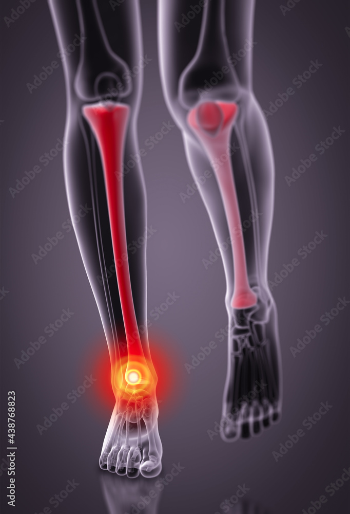 3D rendering illustration of tibia bone 3D rendering illustration of tibia bone