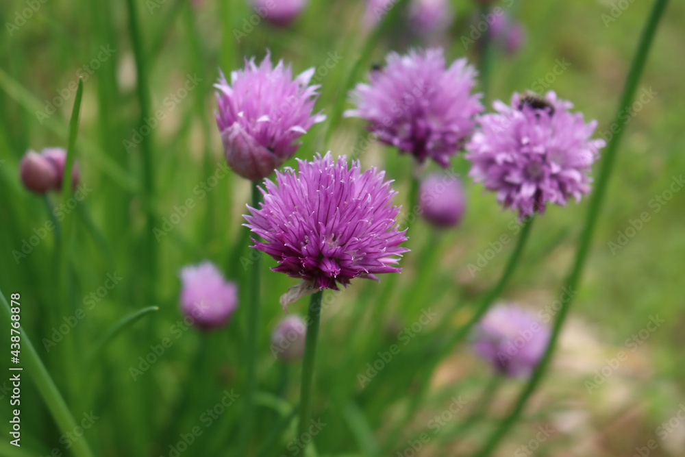 Chives or Allium Schoenoprasum in bloom with purple violet flowers and blossoms and green stems Chives or Allium Schoenoprasum in bloom with purple violet flowers and blossoms and green stems