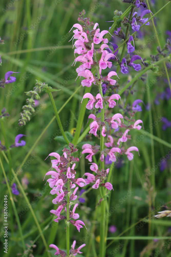 Salvia pratensis in bloom. Sage plant with pink and purple flowers in the meadow Salvia pratensis in bloom. Sage plant with pink and purple flowers in the meadow