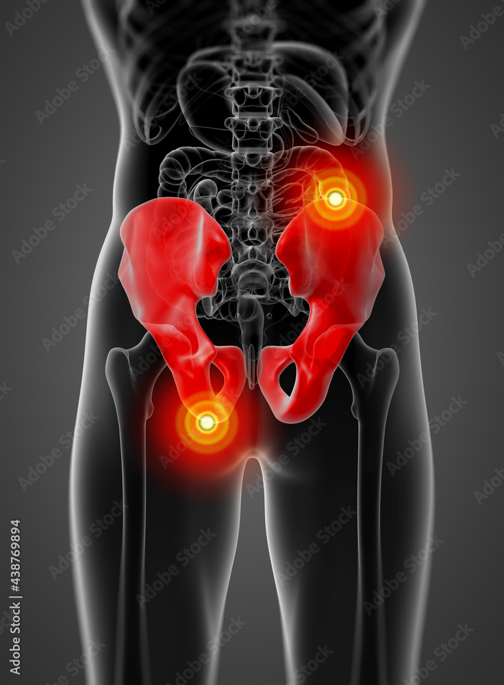 3d render illustration pelvis bone - back view 3d render illustration pelvis bone - back view