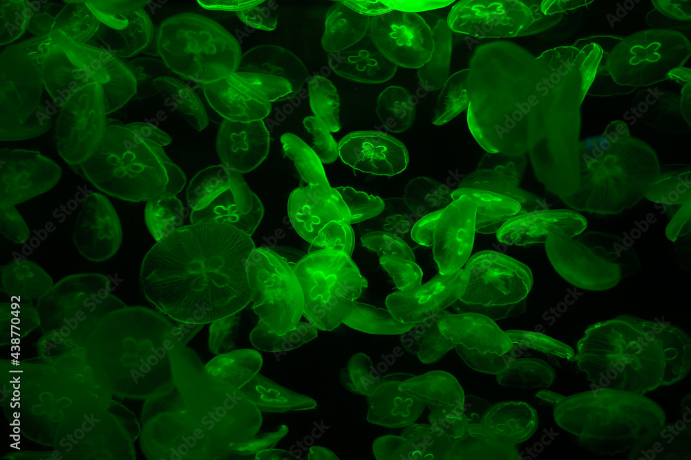 Tube jellyfish green light fluorescent Tube jellyfish green light fluorescent