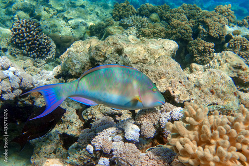 Coral fish - Longnose Parrotfish - Hipposcarus harid in the Red Sea  Egypt 