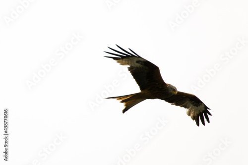 a red kite, milvus milvus, is flying in the air and is looking for feed © Chamois huntress