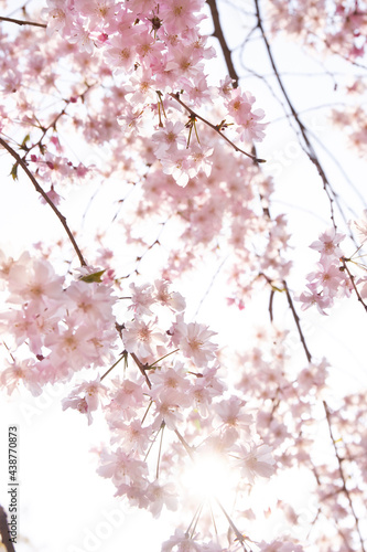 大阪城の枝垂れ桜