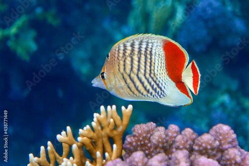 Foto Coral fish - Crown butterflyfish - Chaetodon paucifasciatus  in red sea