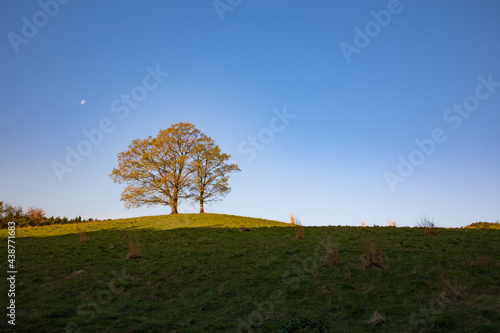 朝日に照らされた丘の上に立つ寄り添う木と月