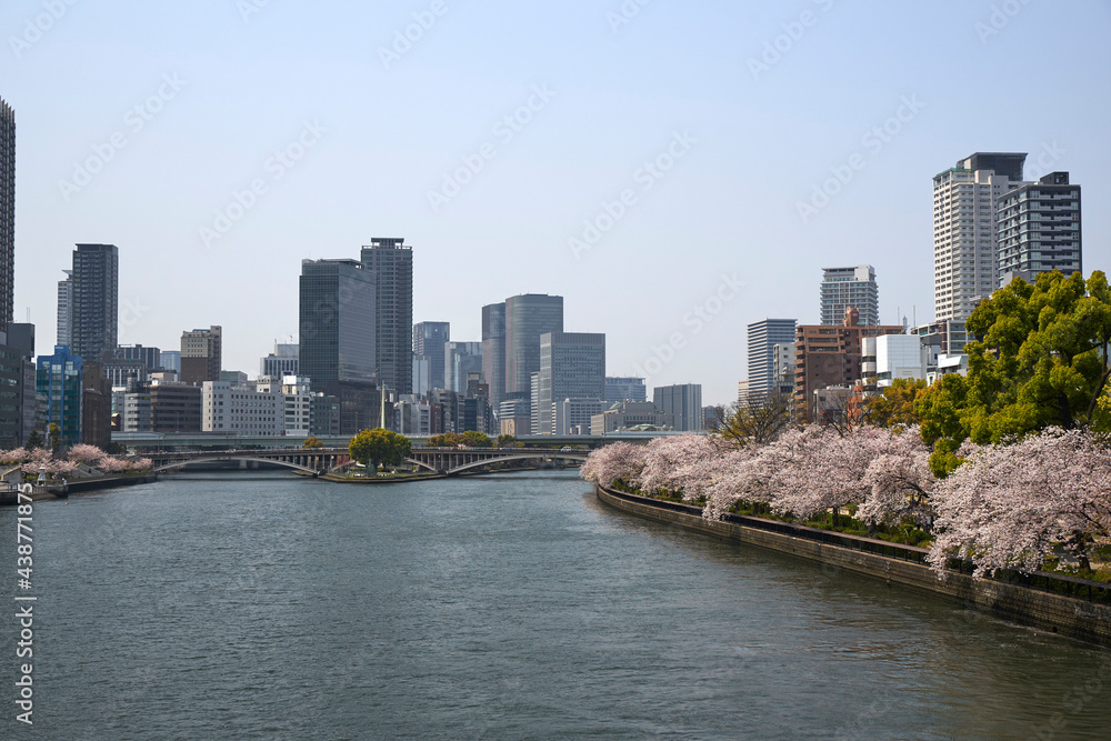 OBPと桜 OBPと桜