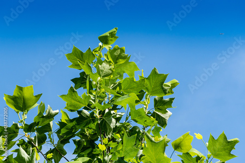 Tulip tree in spring landscape garden. Dark green leaves of tulip tree against blue sky. Close-up. Green leaves glow in sun. Nature concept for design.