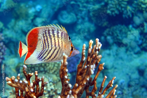 Coral fish - Crown butterflyfish - Chaetodon paucifasciatus in red sea 
