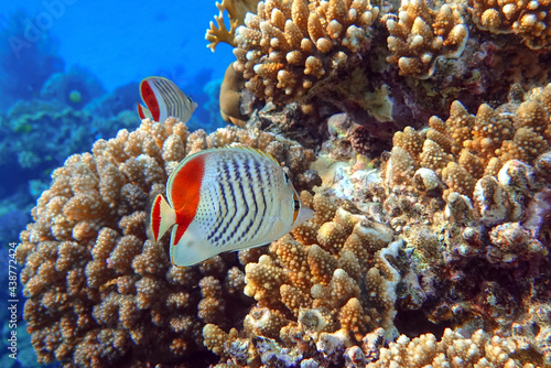 Coral fish - Crown butterflyfish - Chaetodon paucifasciatus  in red sea 