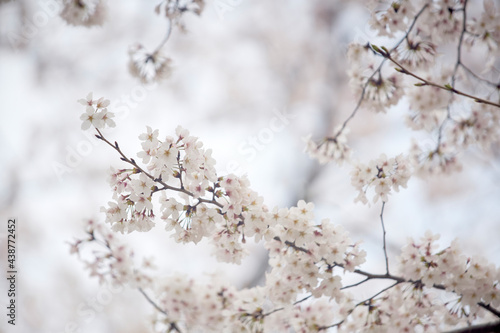 京都白川の桜
