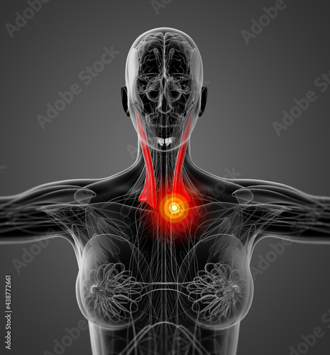 Schilderij op canvas medical  illustration of the sternocleidomastoideus
