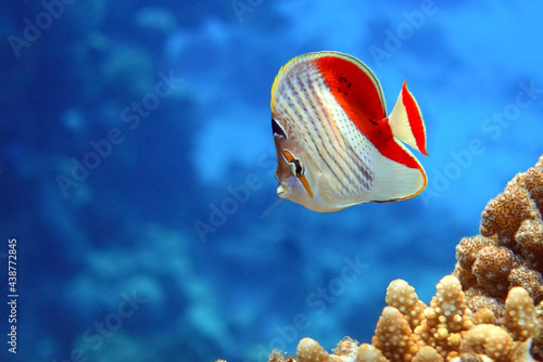 Coral fish - Crown butterflyfish - Chaetodon paucifasciatus  in red sea  photo