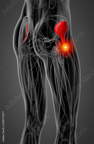 medical  illustration of the gluteus minimus photo