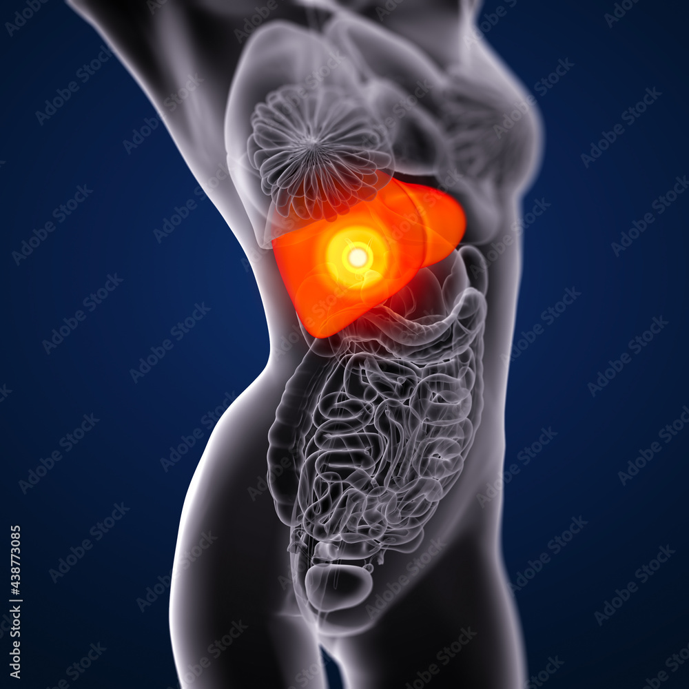 3d render medical illustration of the liver 3d render medical illustration of the liver