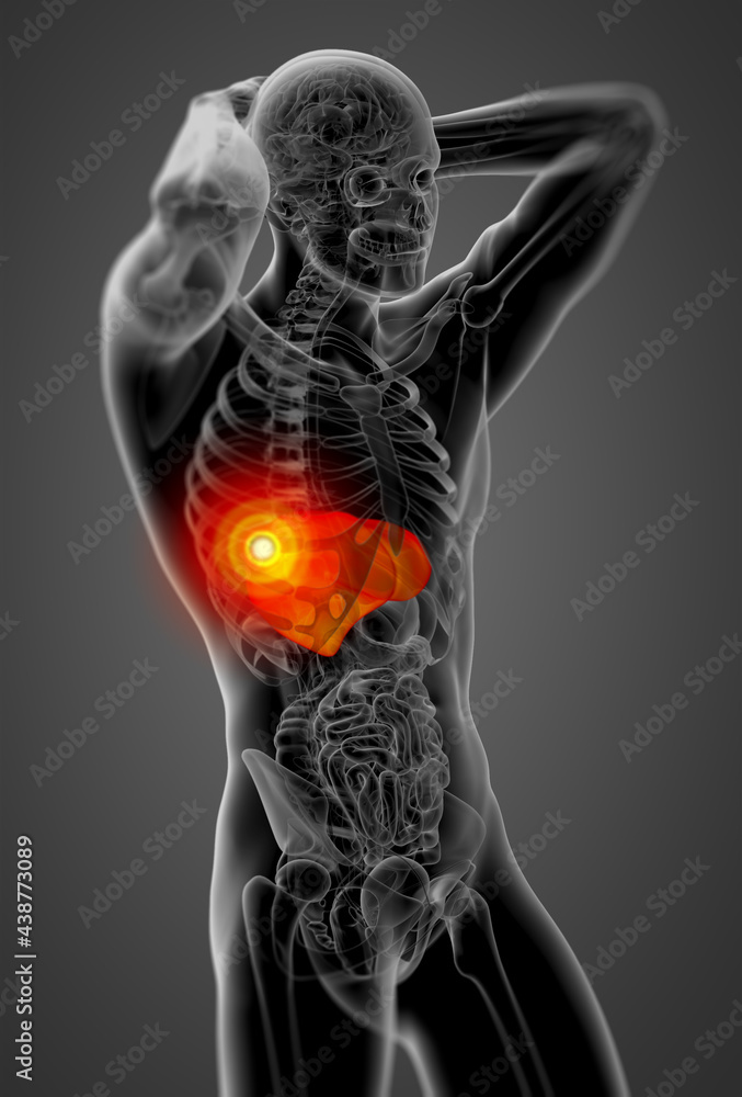 3d render medical illustration of the liver 3d render medical illustration of the liver