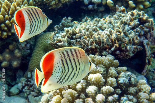 Coral fish - Crown butterflyfish - Chaetodon paucifasciatus  in red sea 