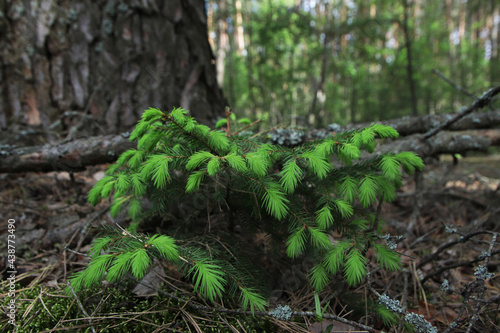 branch of a young spruce in a pine forest
