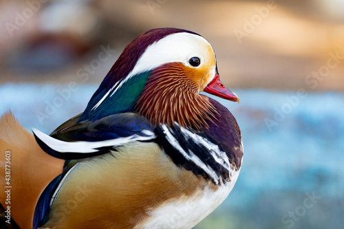 Portrait of a exotic colorful Asian duck