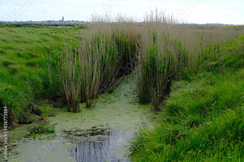 The landscape of the salt marshes in spring 2021. Guerande, France.