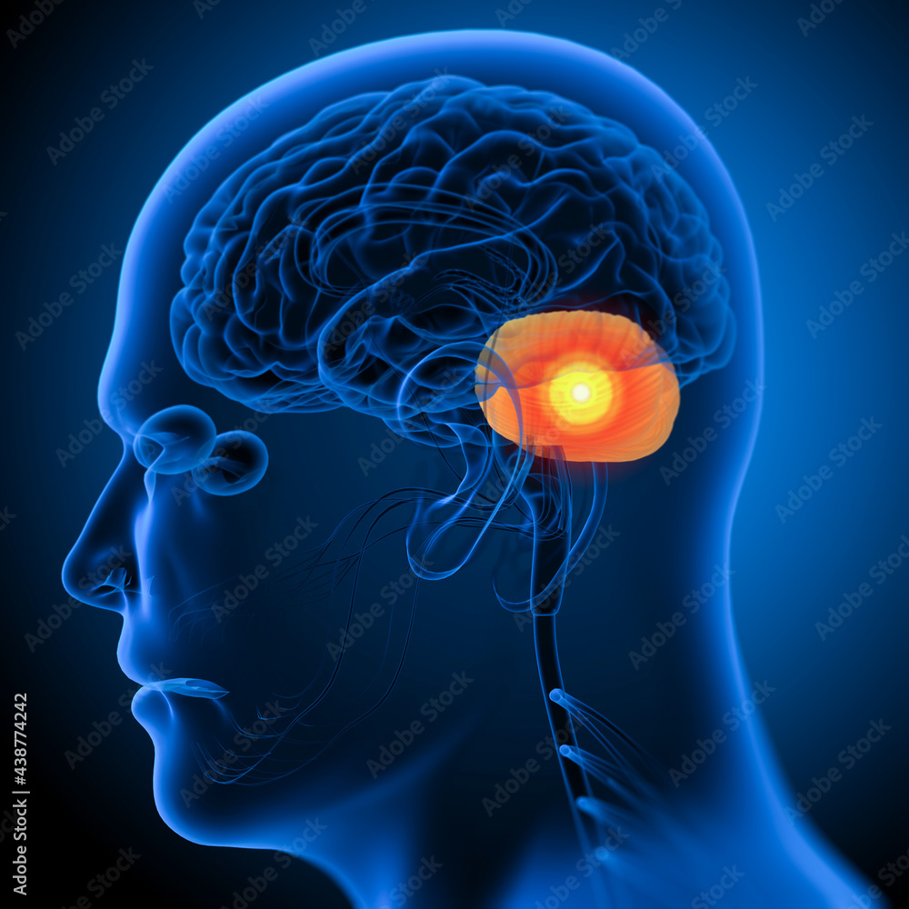 3d render medical illustration of the human brain cerebrum Stock ...