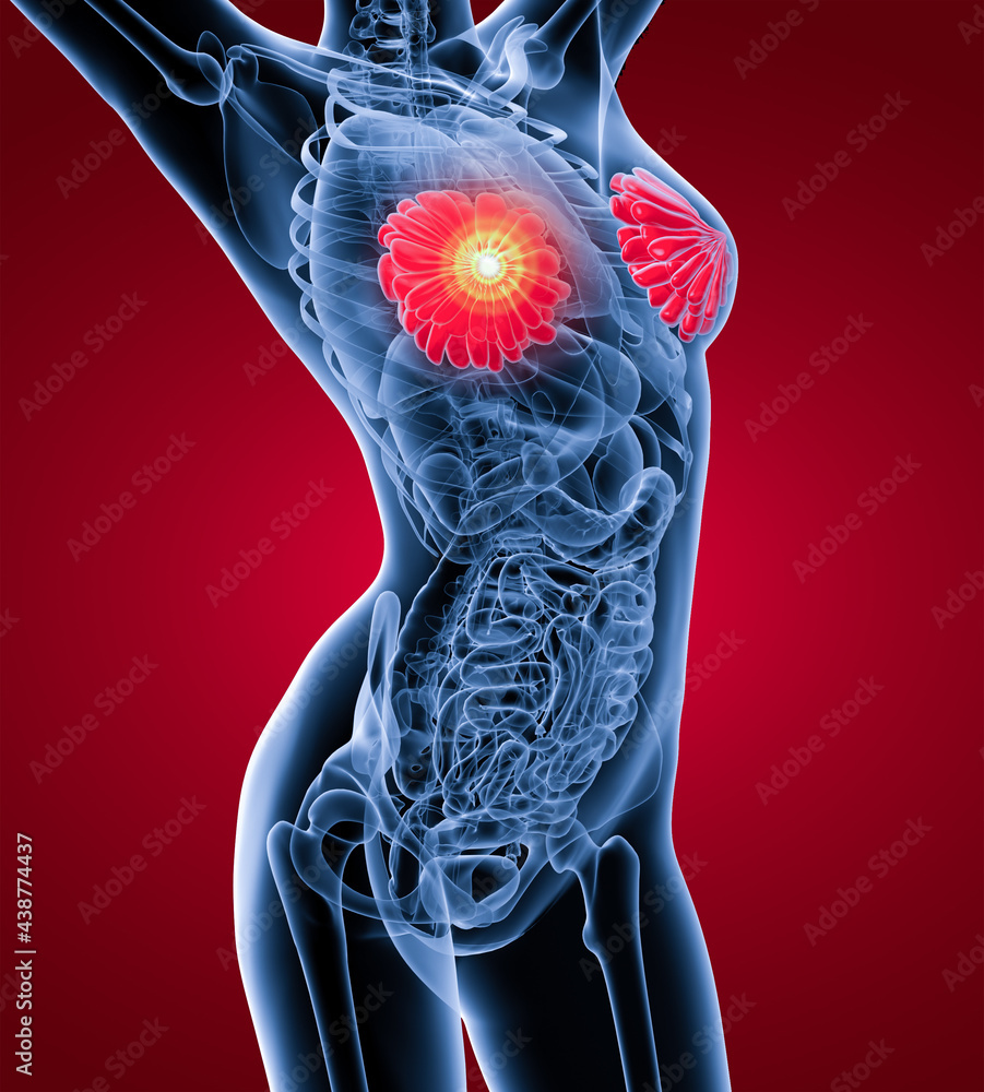 3d-rendering-illustration-of-female-breast-anatomy-stock-illustration