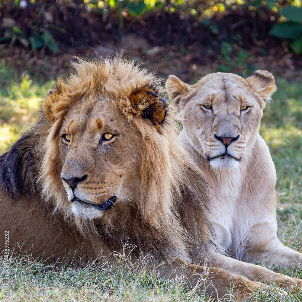 Naklejka premium Leones Sudafrica