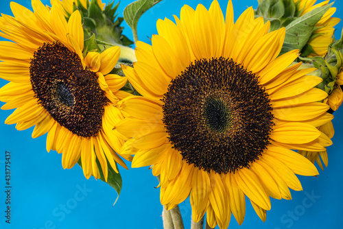 Helianthus annuus,sunflower